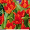 Ecocheques|Bloembollen|ohgreen 10 bloembollen tulipa praestans zwanenburg var.