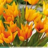 Ecocheques|Bloembollen|ohgreen 10 bloembollen tulipa praestans shogun