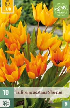 Ecocheques|Bloembollen|ohgreen 10 bloembollen tulipa praestans shogun