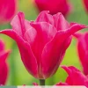 Ecocheques|Bloembollen|ohgreen 7 bloembollen tulipa pretty love