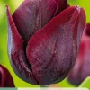 Ecocheques|Bloembollen|ohgreen 7 bloembollen tulipa ronaldo