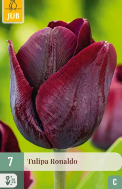 Ecocheques|Bloembollen|ohgreen 7 bloembollen tulipa ronaldo
