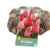 Ecocheques|Bloembollen|ohgreen 40 bloembollen tulipa roze/rood