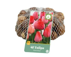 Ecocheques|Bloembollen|ohgreen 40 bloembollen tulipa roze/rood