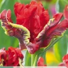 Ecocheques|Bloembollen|ohgreen 7 bloembollen tulipa seadov parrot