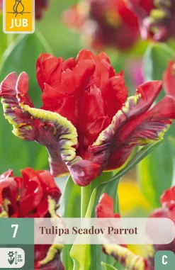 Ecocheques|Bloembollen|ohgreen 7 bloembollen tulipa seadov parrot