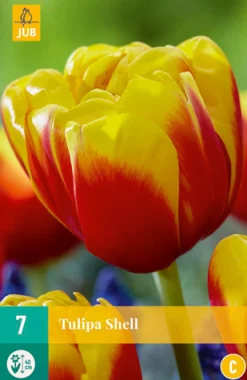 Ecocheques|Bloembollen|ohgreen 7 bloembollen tulipa shell