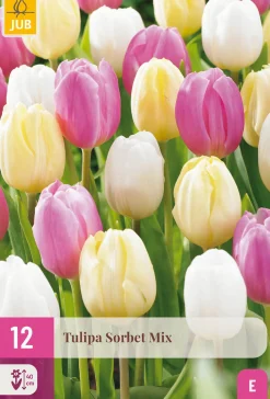 Bloembollen|Ecocheques|ohgreen 12 bloembollen tulipa sorbet mix