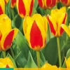 Bloembollen|Ecocheques|ohgreen 7 bloembollen tulipa stresa