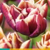 Bloembollen|Ecocheques|ohgreen 7 bloembollen tulipa wyndham