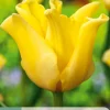 Ecocheques|Bloembollen|ohgreen 5 bloembollen tulipa yellow crown