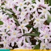 Bloembollen|Ecocheques|ohgreen 15 chionodoxa pink giant
