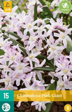 Bloembollen|Ecocheques|ohgreen 15 chionodoxa pink giant