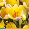 Bloembollen|Ecocheques|ohgreen 15 crocus advance