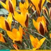 Bloembollen|Ecocheques|ohgreen 15 crocus angustifolius