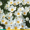 Bloembollen|Ecocheques|ohgreen 15 crocus ard schenk
