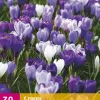 Bloembollen|Ecocheques|ohgreen 30 crocus blauw-wit