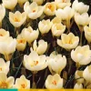 Bloembollen|Ecocheques|ohgreen 15 crocus cream beauty