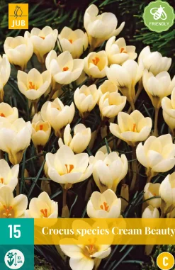 Bloembollen|Ecocheques|ohgreen 15 crocus cream beauty