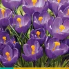 Bloembollen|Ecocheques|ohgreen 10 crocus flower record