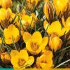 Bloembollen|Ecocheques|ohgreen 15 crocus fuscotinctus