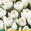 Bloembollen|Ecocheques|ohgreen 10 crocus jeanne d'arc