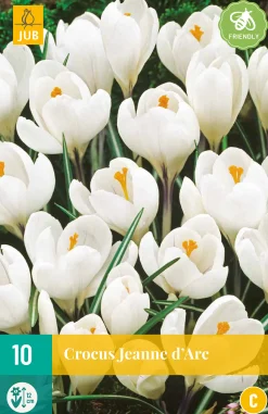 Bloembollen|Ecocheques|ohgreen 10 crocus jeanne d'arc