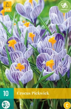 Bloembollen|Ecocheques|ohgreen 10 crocus pickwick