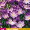 Bloembollen|Ecocheques|ohgreen 50 crocus species ruby giant
