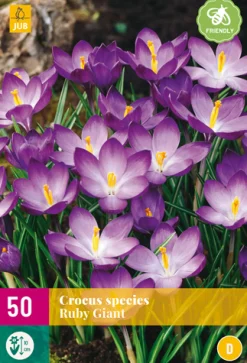 Bloembollen|Ecocheques|ohgreen 50 crocus species ruby giant