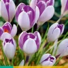 Bloembollen|Ecocheques|ohgreen 10 crocus vanguard