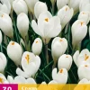 Bloembollen|Ecocheques|ohgreen 30 crocus wit