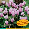 Bloembollen|Ecocheques|ohgreen 2 cyclamen hederifolium