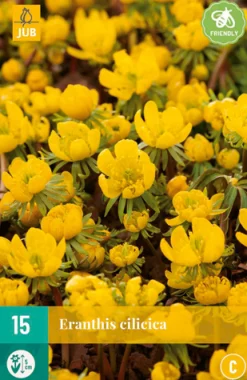 Bloembollen|Ecocheques|ohgreen 15 eranthis cilicica