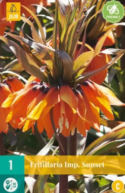 Bloembollen|Ecocheques|ohgreen 1 fritillaria imp. sunset