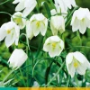 Bloembollen|Ecocheques|ohgreen 10 fritillaria meleagris alba