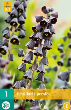 Bloembollen|Ecocheques|ohgreen 1 fritillaria persica