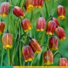 Bloembollen|Ecocheques|ohgreen 15 fritillaria uva-vulpis
