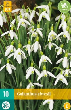 Bloembollen|Ecocheques|ohgreen 10 galanthus elwesii