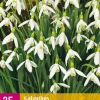 Bloembollen|Ecocheques|ohgreen 25 galanthus elwesii