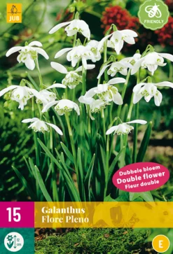 Bloembollen|Ecocheques|ohgreen 15 galanthus flore pleno