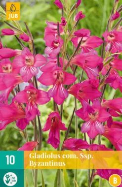 Bloembollen|Ecocheques|ohgreen 10 gladiolus comm.ssp. byzantinus