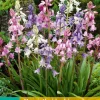 Bloembollen|Ecocheques|ohgreen 10 hyacinthoides hisp. mix