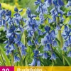 Bloembollen|Ecocheques|ohgreen 20 hyacinthoides non-scripta