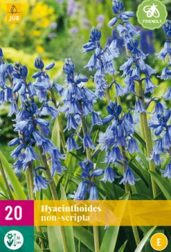 Bloembollen|Ecocheques|ohgreen 20 hyacinthoides non-scripta