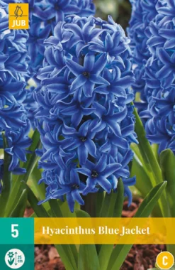 Bloembollen|Ecocheques|ohgreen 5 hyacinthus blue jacket