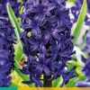 Bloembollen|Ecocheques|ohgreen 5 hyacinthus blue trophy