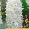 Bloembollen|Ecocheques|ohgreen 5 hyacinthus carnegie