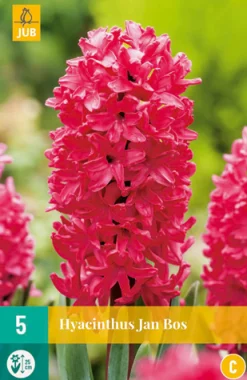 Bloembollen|Ecocheques|ohgreen 5 hyacinthus jan bos