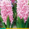 Bloembollen|Ecocheques|ohgreen 5 hyacinthus pink surprise